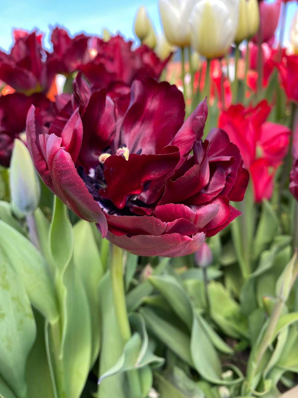 Tulpan 'Palmyra'